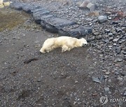 “유빙 타고 떠내려온 아기 북극곰”…민가 쓰레기통 뒤지다 사살