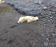 아이슬란드 상륙한 북극곰, 민가 쓰레기 뒤지다 사살돼