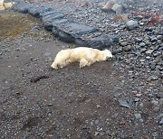 민가로 떠내려온 북극곰…쓰레기 뒤지다 결국 ‘사살’