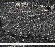 한국 학자 이름 딴 '고대 곤충' 생겼다