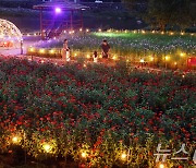 백일홍축제 '아름다운 야경'