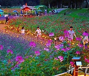 평창백일홍축제 야경