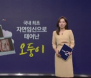 국내 최초 자연임신으로 태어난 '오둥이'...출산 선물도 5배 [앵커리포트]