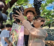 영동교육청 온 마을배움터 가을포도수확체험 전개