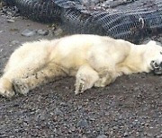 굶주린 곰, 민가 쓰레기 뒤지다 사살당했다