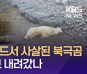 쓰레기 뒤지다 사살된 북극곰…유빙 타고 내려왔나 [이런뉴스]