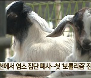 연천에서 염소 집단 폐사…첫 ‘보툴리즘’ 진단