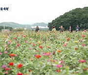 [포착! 현장7] 마을 주민이 피워낸 ‘가을꽃 축제’