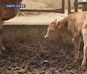 ‘백신 접종’ 누락된 송아지에서 럼피스킨…확산 차단 비상