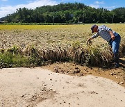 Rainfall drowns rice paddies in South Jeolla