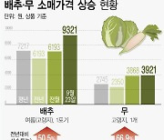 [그래픽] 폭염 뒤 극한호우에 배춧값 급등