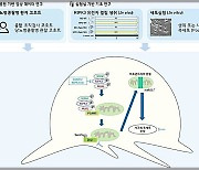 국내 연구진, 말기콩팥병 부르는 당뇨병콩팥병 원인 밝혀