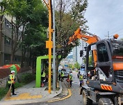 거리에 풍기는 악취 잡아라…서울시 '은행 열매와의 전쟁'