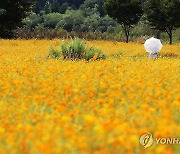 [내일날씨] 출근길 쌀쌀, 낮엔 더운 가을볕…쾌청·큰 일교차