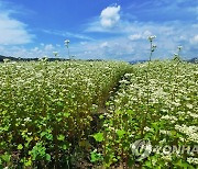 "횡성 버덩말 메밀꽃 속으로 가을 낭만여행 떠나요"