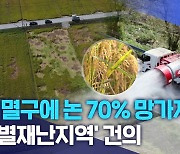 "벼멸구에 논 70% 망가져".. '특별재난지역' 건의