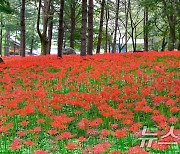 가을정취 더하는 김천 직지사 꽃무룻