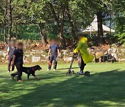 경기도 "맹견 키우려면 기질평가 후 사육허가 받아야"