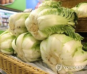 폭염에 금추... '중국산 배추', 소매시장에 풀린다