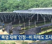 인삼 ‘폭염 재해’ 인정…비 피해도 조사