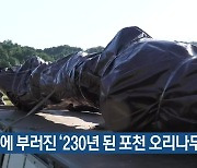 폭우에 부러진 ‘230년 된 포천 오리나무’ 이전