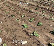 배추 최대 산지 해남, 25% 폭우·폭염 피해…‘금배추’ 김장까지 이어지나