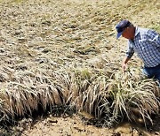 Brown planthoppers sweep rice fields in Korea due to heat waves