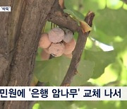 악취 민원에 멀쩡한 은행나무 '싹둑'…"공존 고민해야"