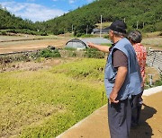 벼멸구로 농지 2만6천㏊ 피해…"피해 벼 전량 매입"