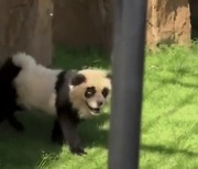 "저 판다는 왜 꼬리를 흔들지?"···中 동물원 기막힌 사기 행각, '짝퉁'의 정체는