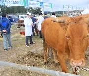 제주축산연구원, 한우·흑우 체외수정 수정란 다량 생산