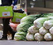 폭염에 가격 오른 배추