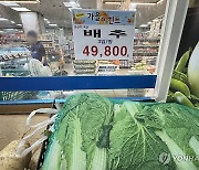 4만9천8백원짜리 배추 한 망