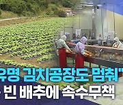 "유명 김치공장도 멈춰".. 속 빈 배추에 속수무책