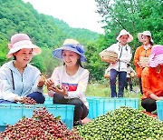 "매일 수십톤의 산열매 수확"…北, 창성군 사업 조명