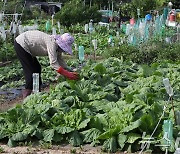 배추 자급자족