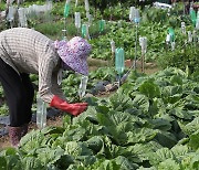 배춧값 폭등…귀한 金배추