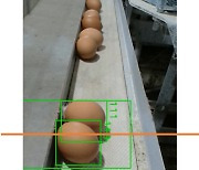 '알 낳지 않는 닭' AI로 선별…사료비 절감 효과
