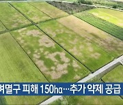 순천 벼멸구 피해 150ha…추가 약제 공급