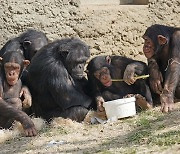 “침팬지, 고릴라도 인권 부여” 스페인 정부, 입법 추진