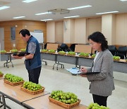 화성에서 자란 고품질 샤인머스켓…"맛보고 싶다면 동탄여울공원으로"