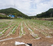 “모종 없어 복구 못해요”…폭우 이후 해남 배추밭