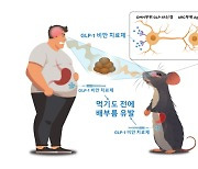 비만 원인·치료 실마리, 뇌에서 찾는다