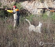 "멧돼지 수십마리가 마을로…" 충남 당진서 멧돼지 22마리 출몰