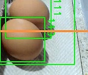 농진청, 알 낳지 않는 닭 AI 선별 기술 개발