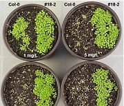 그린진, 제조체 견디는 non-GMO 식물 만드는 데 성공