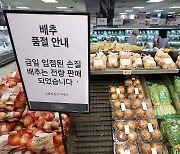 텅 빈 배추 매대