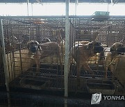 South Korea Dog Meat