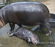 THAILAND ANIMALS