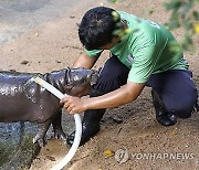 THAILAND ANIMALS